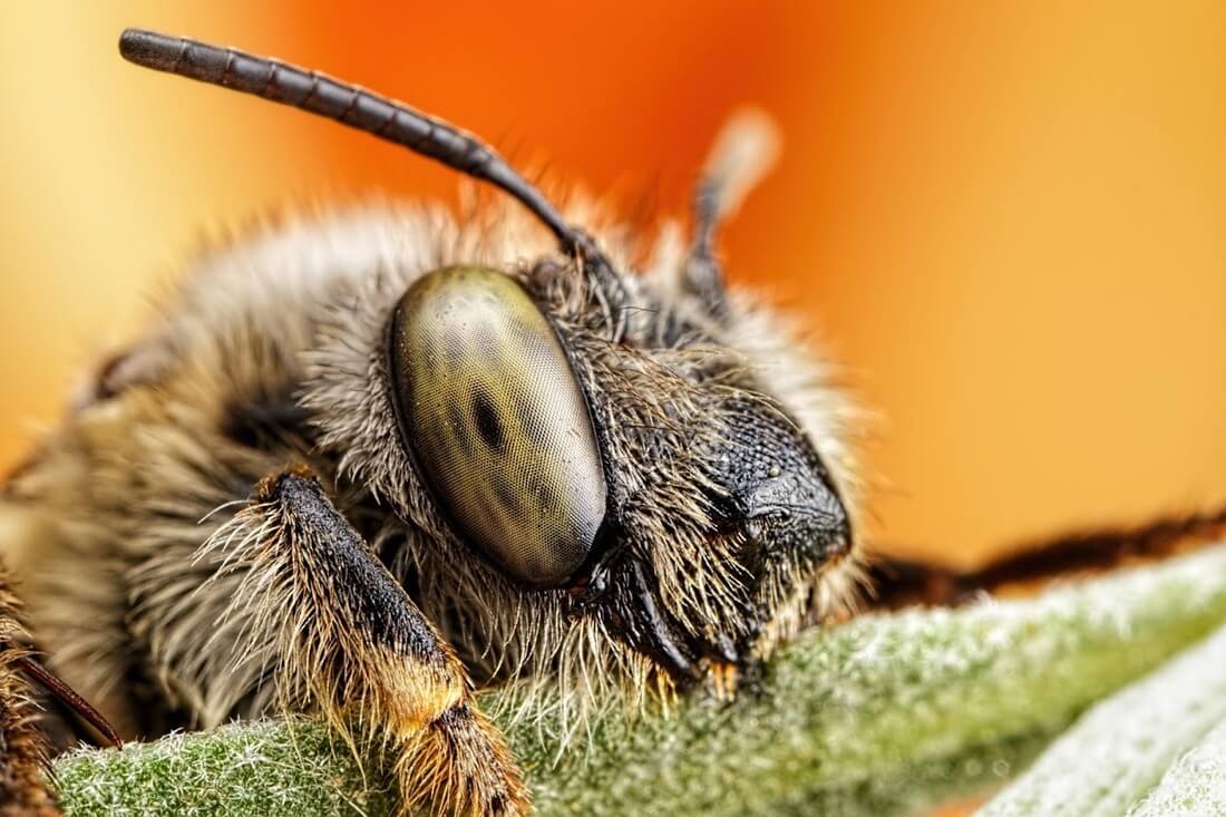 Amazing bee