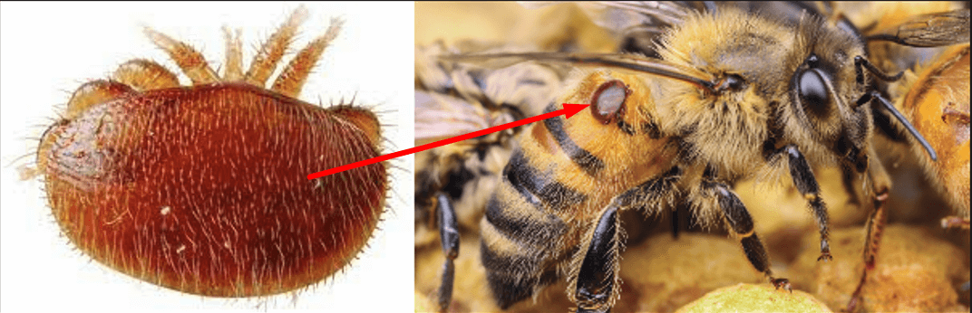 Varroa mite on a honey bee